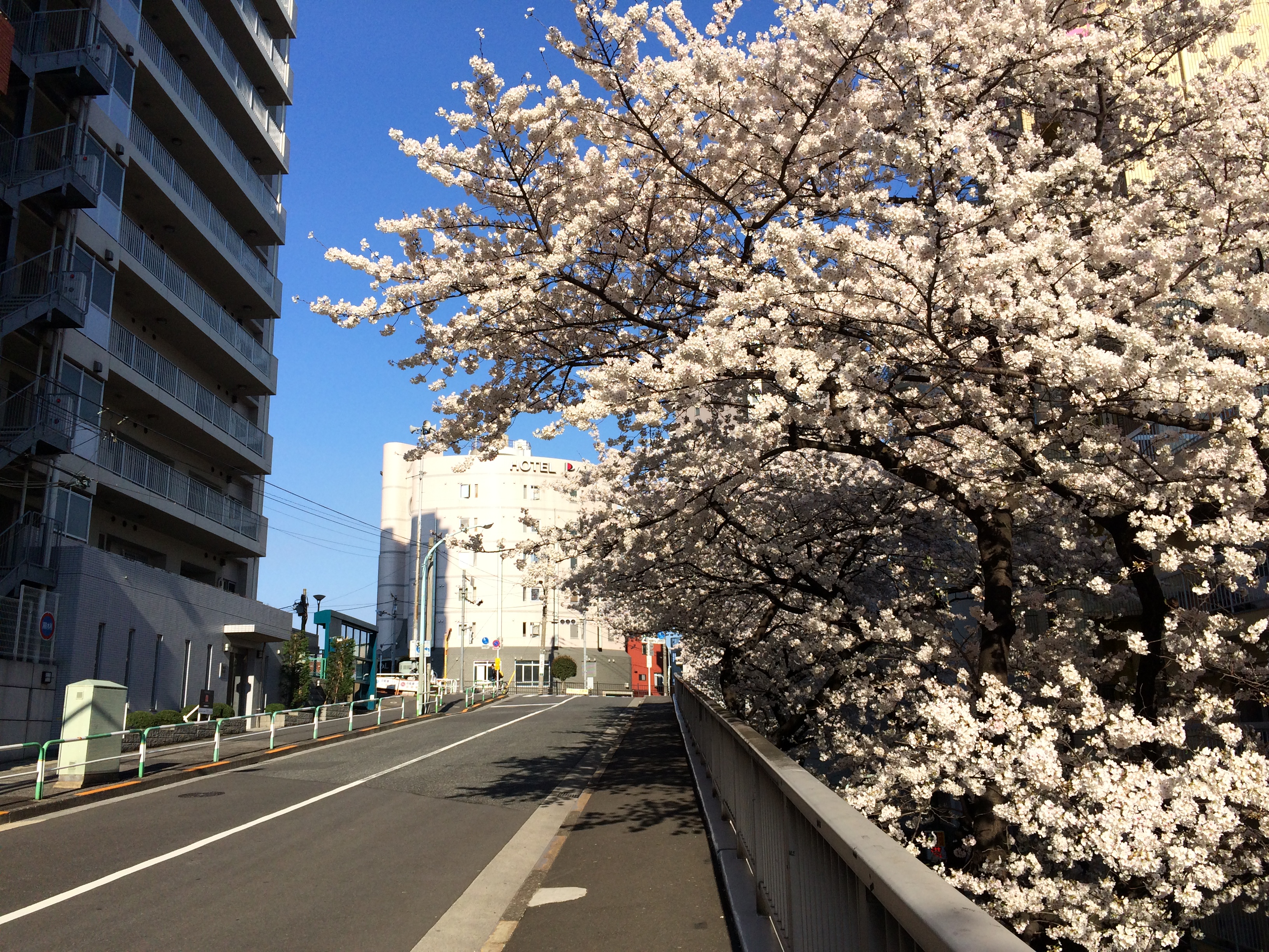 大塚の桜